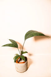 Pinanga crassipes